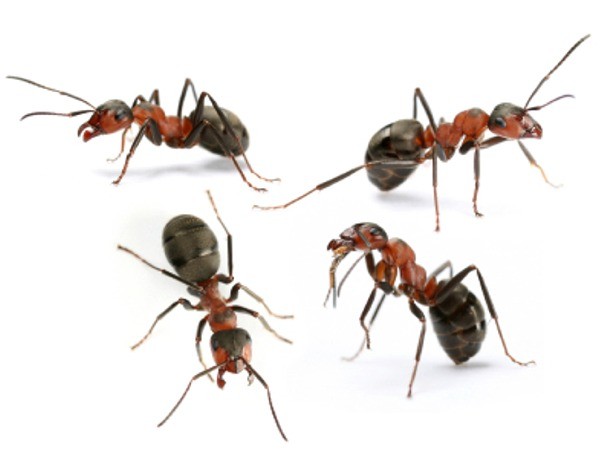 Wasps, Flies & Ants