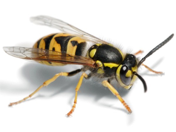 Dealing with a wasp problem as soon as possible will avoid a larger infestation - Quickill Pest Control, Kilkenny, Ireland