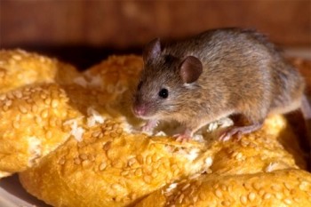 Mice are an unsightly nuisance in the home, they cause damage to property and foodstuffs and  can spread disease which can be transmitted to humans. Eliminate pests with Quickill Pest Control, Kilkenny, Ireland